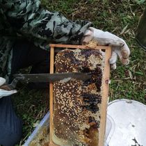 Self-raising honey bee self-producing honey Guilin 100 nectar liquid bottled green without adding 500g