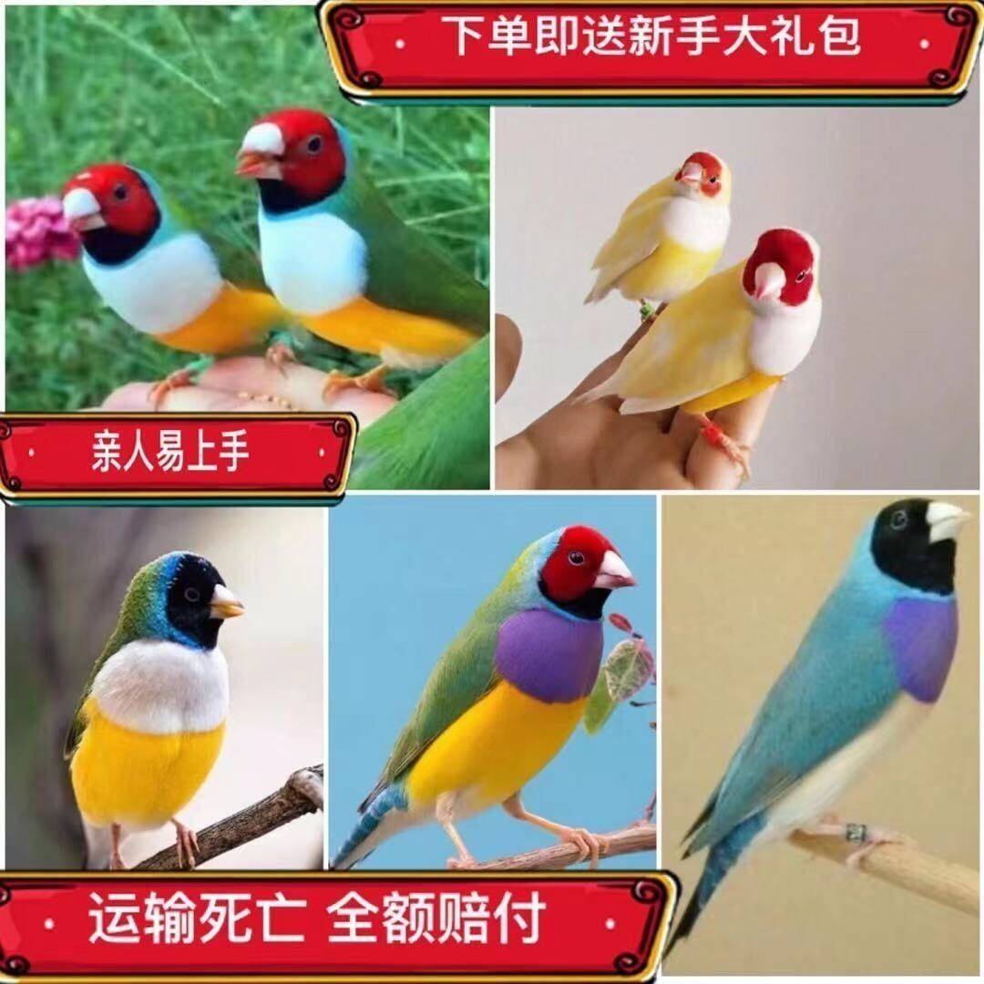 🌈家有七彩活物文鸟,生活不再单调🏠-鸟-淘宝好物网
