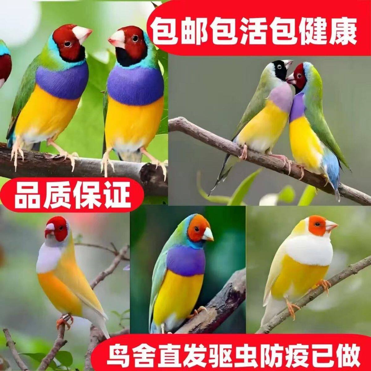 🌈家有七彩活物文鸟,生活不再单调🏠-鸟-淘宝好物网