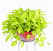 Golden Luo Luo potted indoor purification air yellow golden flower leaf golden flower plant hydroponic chlorophyte suction removal