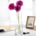 Nhỏ tươi và đơn giản sáng tạo corset bình thủy tinh cắm hoa phòng khách trang trí nhà trang trí thủy canh hoa khô - Vase / Bồn hoa & Kệ