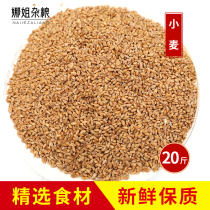 20 Jin farmhouse new wheat flour brewing wine feeding pigeon hair maltose wheat grain juice wheat seedling seed cat grass