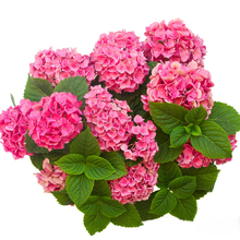 绣球花八仙花易活阳台盆栽四季种花卉