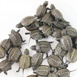 Китайская черепаха Маленькая черепаха живые тела бразильские саженцы домашняя вода Золотая линия черепаха Живая чернила черепаха саженцы черепах