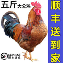 Shandong Big Rooster now kills soil Rooster rural free-range old rooster miscellaneous grains fed fresh chicken Rooster whole chicken