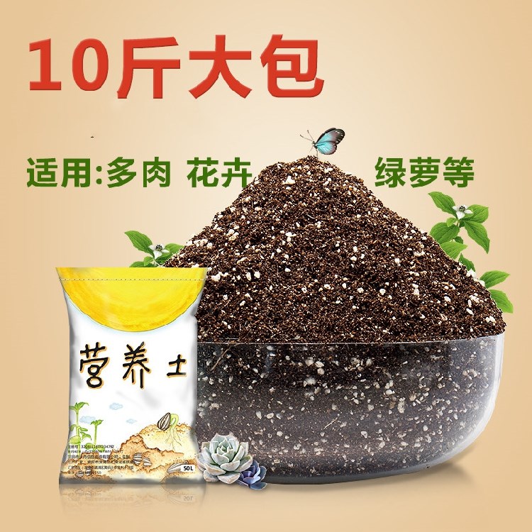 Flowers and seeds Vegetable Money Tree Balcony Golden Ge Fruit Tree Potted Organic Soil Flowers Nutrition LDC Chaetree Universal Seed Flowers