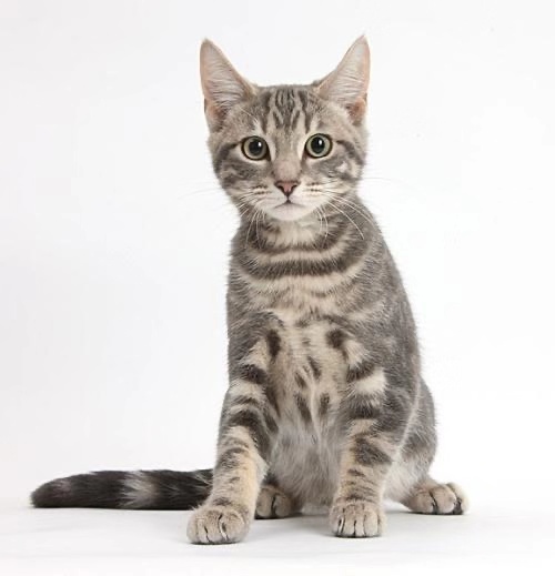 Chinese Tanuki Cat Tabby Cat Butterfly Pattern Pastoral Plus Cat Cub Cute Domestic Cat Small Pet