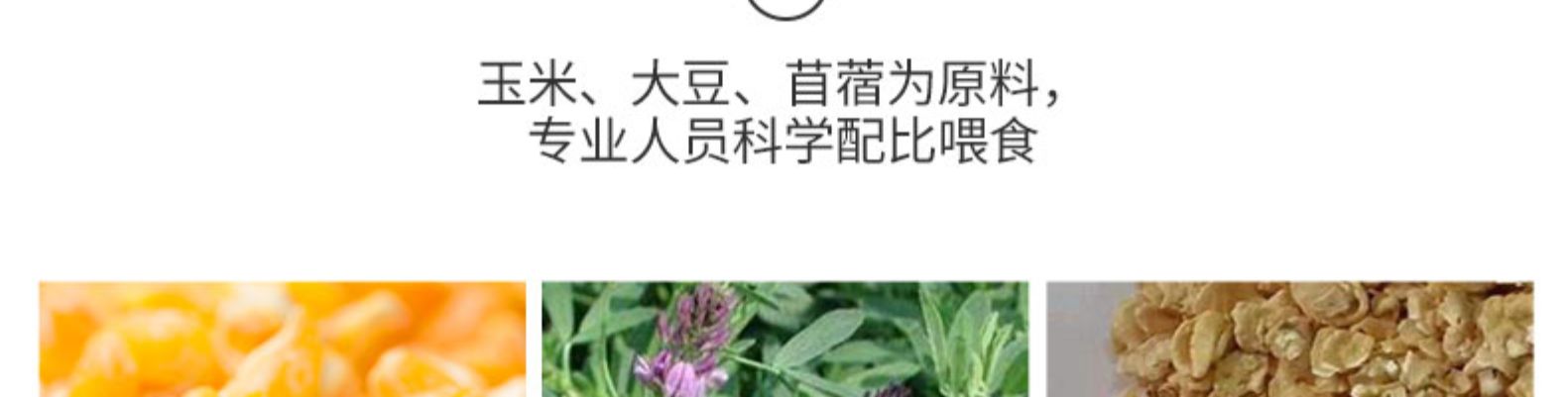 国家重点企业 大用 农家散养走地鸡 730g*4只 图5