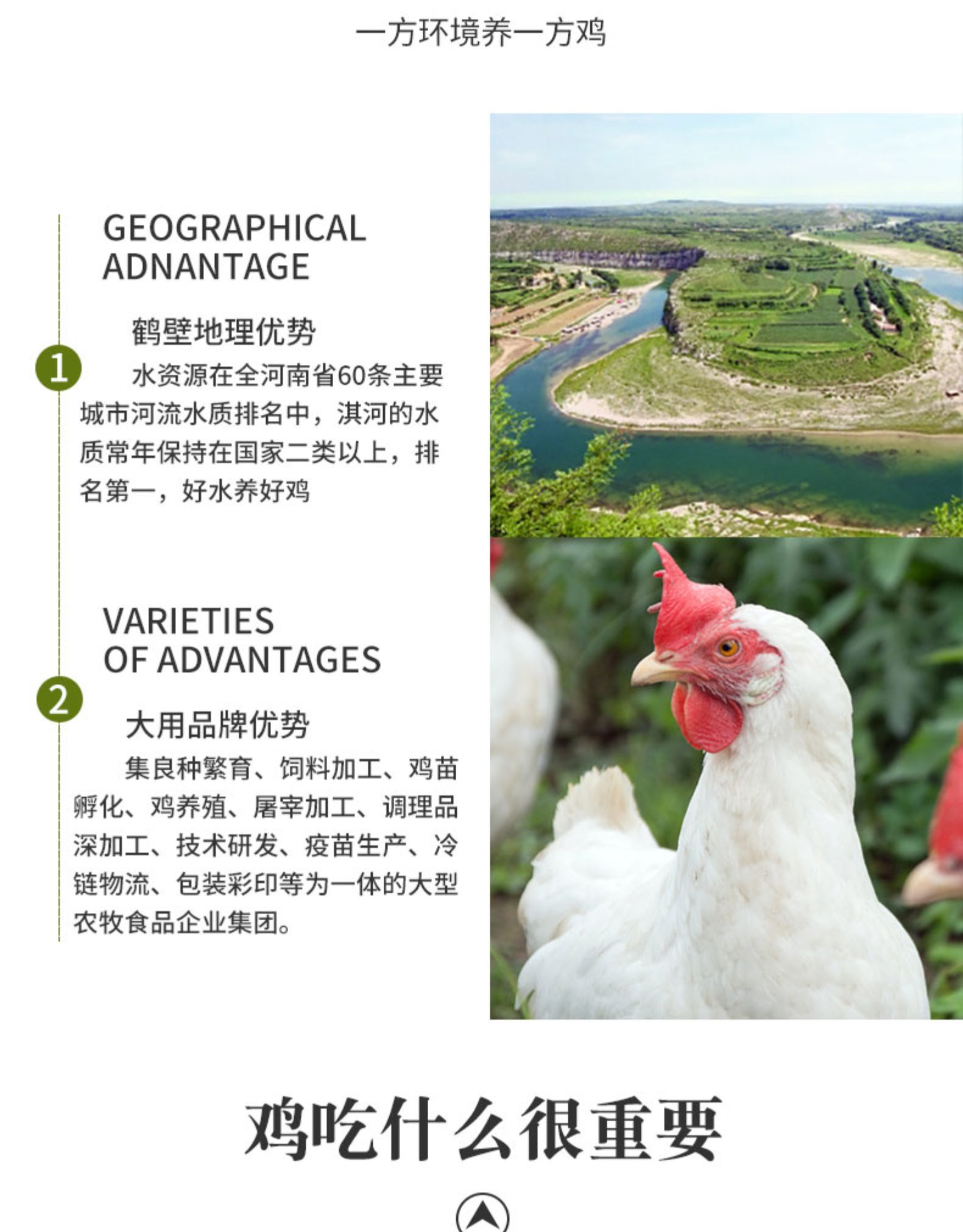 国家重点企业 大用 农家散养走地鸡 730g*4只 图4
