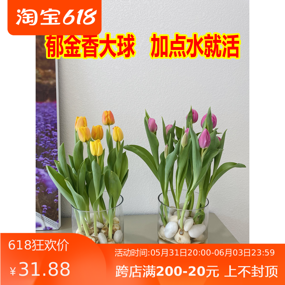 Tulip Seed Water Bacon Seed Balls All Season Indoor Outdoor Flower Plant Good Breeding Potted Balcony Buds With 5 Degrees Balls