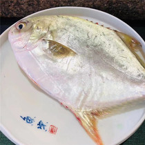 Dajin Changyu 4kg fresh frozen fresh golden Pomfret deep-sea live fresh golden warehouse fish yellow special Pomfret Pomfret whole box