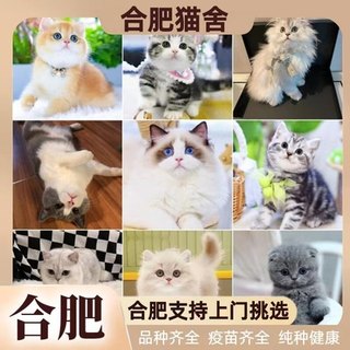 Hefei cat house sells blue cat, blue and white puppet, silver gradient, gold gradient, Jinji Latin American short Maine Coon kitten, live cat