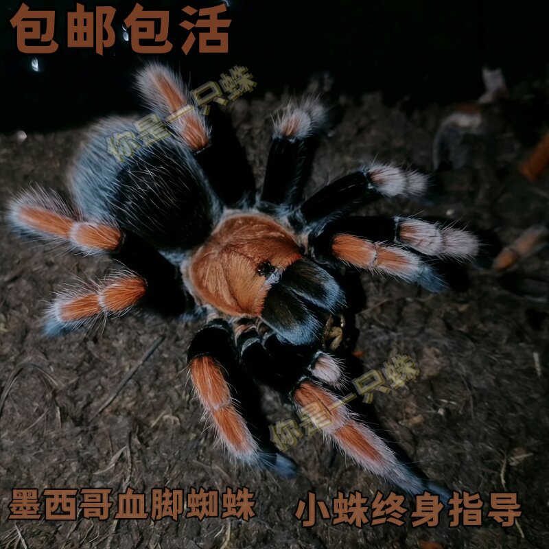 腿叔~哥伦比亚梦幻蓝镭射Xenesthis sp blue：蜘蛛界的颜值天花板！养它