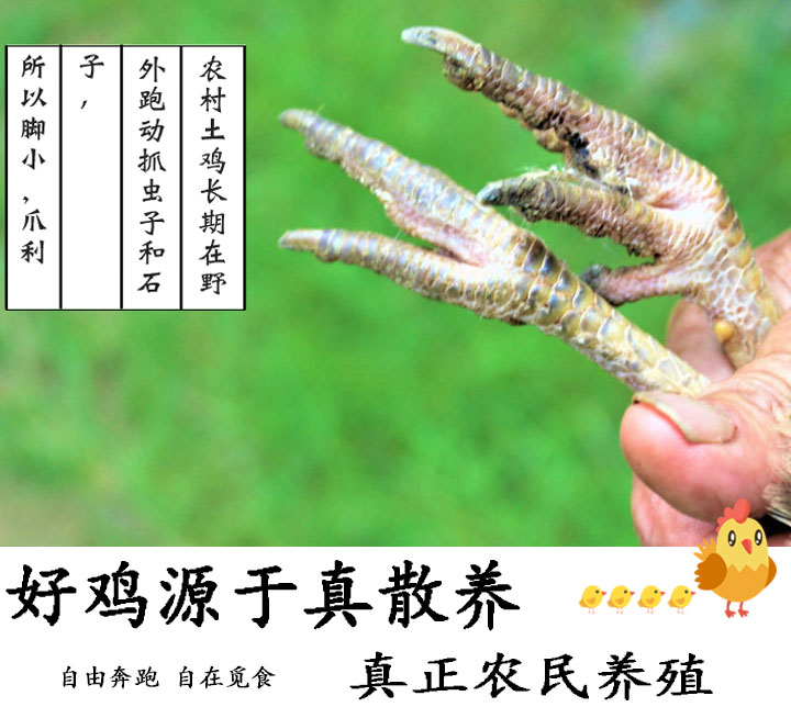 敦旺 正宗农家散养老母鸡 2斤*2只 活鸡现杀 图2