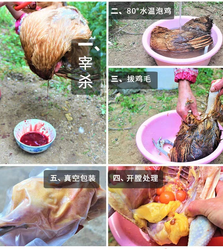 敦旺 正宗农家散养老母鸡 2斤*2只 活鸡现杀 图5