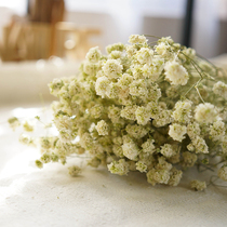 Green rhizomes starry flowers natural flowers air-dried flowers white starry flowers flower arrangement flower material