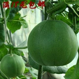 Японская сладкая тыква Семена куман сладкая тыква весенняя овощная овощ