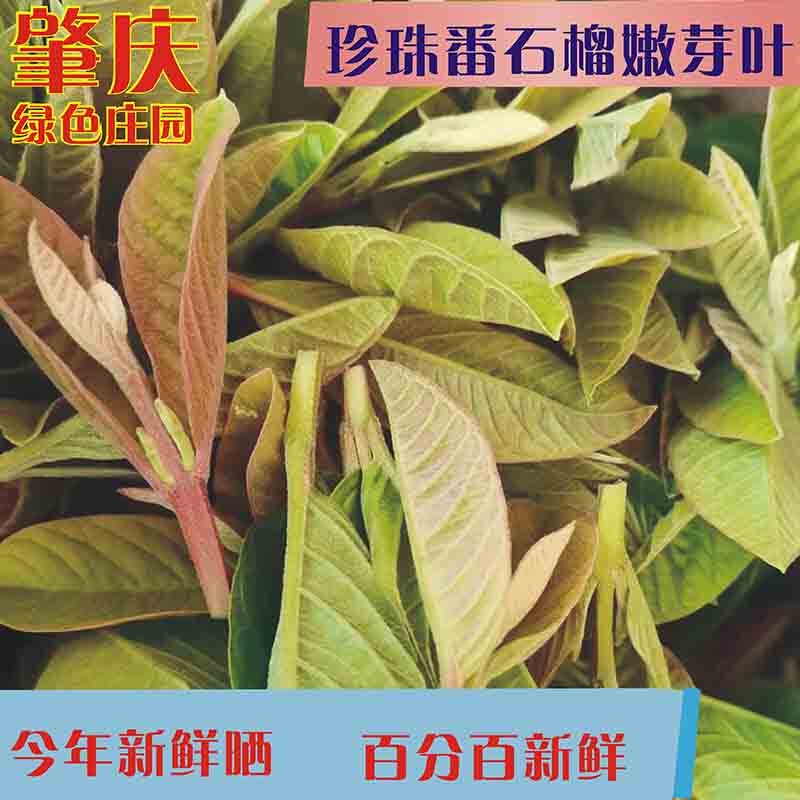 Wild Guava Sprouts, Fresh Soursop Leaf Tea, Guava Leaf Tea, Guava Fruit Slice Tea, Sugar-Free Health Tea