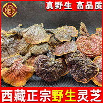 Tibetan wild lingzhi Lucid Lingzhi Wild Basil Dried Goods Purple Lingzhi Rinzhi wild lingzhi Lucid Lucid and Lucid Lingzhi box