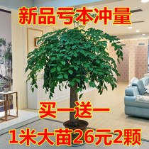 Ping An sapling Happiness tree potted large green plant flower sapling Indoor living room office plant evergreen four seasons