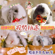 Purebred Dutch lop rabbit Pygmy rabbit Cat Cat Rabbit Pet rabbit Live mini small package live rabbit vaccine has been played