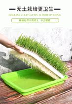 Cat Grass Hydroponic Cat Grass Seed Cultivation Suit Cat Mised Hair Cream Go To Hair Polo Cat Grass Seed Cat Snacks Cat Mint