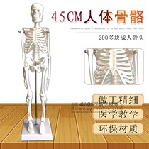 Human skeletal specimen Toys human skeletal model 45CM Skeletal Bones Human Anatomical Arthrosis Teaching Molds