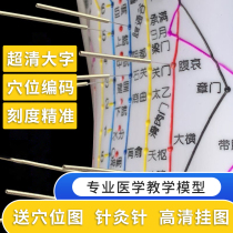 Acupuncture Acupoint Human Body Model Meridians twelve Bronze Man Model Traditional Chinese Medicine Acupuncture Needle Practice Little Leather man Dongs full body picture