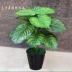 Mô phỏng nhỏ giọt Guanyin xanh thì là giả cây trong chậu phòng khách sàn trang trí cây xanh tài lộc cây bonsai hoa nhựa - Hoa nhân tạo / Cây / Trái cây