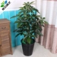 Mô phỏng cây may mắn cây hoa giả phòng khách cây giả sàn lớn hoa nhựa hoa trong nhà bonsai trong chậu cây xanh - Hoa nhân tạo / Cây / Trái cây