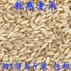 Oats, ເຂົ້າ, ອາຫານນົກ, brome, wheat ປ່າທໍາມະຊາດ, oats, ຜິວຫນັງເສືອ, peony, ອາຫານນົກລົມສີດໍາ, ອາຫານກາງແກ, ສົ່ງຟຣີ
