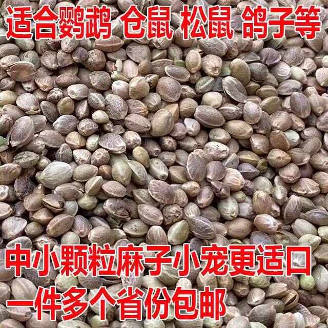 ອາຫານນົກ Parrot, ເມັດ hemp, ອາຫານຫວ່າງນົກນ້ອຍ, phoenix ສີດໍາ, ພຣະສົງ, myna, ຜິວຫນັງເສືອ, ອາຫານນົກ, pigeons