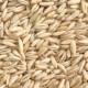 ມາໃຫມ່ oats kernel 5 pounds free shipping bird food black gold sun peony phoenix feed oats rice brome bird food