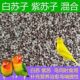 Perilla ປະສົມໃຫມ່, perilla ສີຂາວເມັດໃຫຍ່, perilla ສີມ່ວງ, ອາຫານ perilla ດອກ, ອາຫານນົກ, ອາຫານນົກ