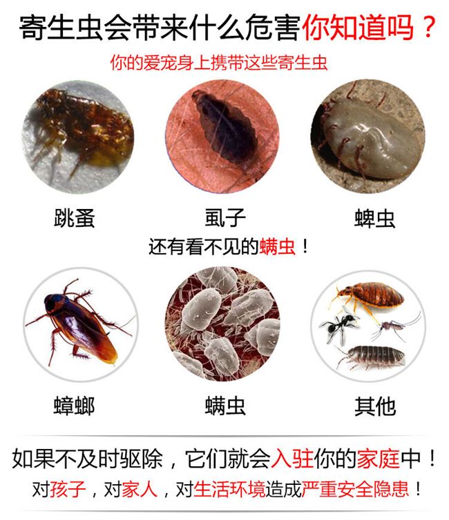 Pet diệt côn trùng chó tẩy giun bên ngoài để loại bỏ bọ chét phun nước cho mèo giá bình xịt muỗi