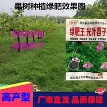 Orchard Green Manure Seed Light Leaf Purple Flower sweet potato Long Johor wild pea hair sweet potato Honey Origin Plant Manufacturer Direct Marketing