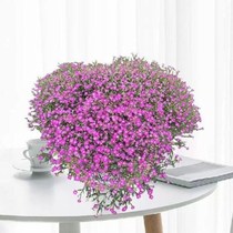 Buy two to send a full Star flower seed Four Seasons Easy to grow in bloom continuous balcony indoor to purify the air flower seed