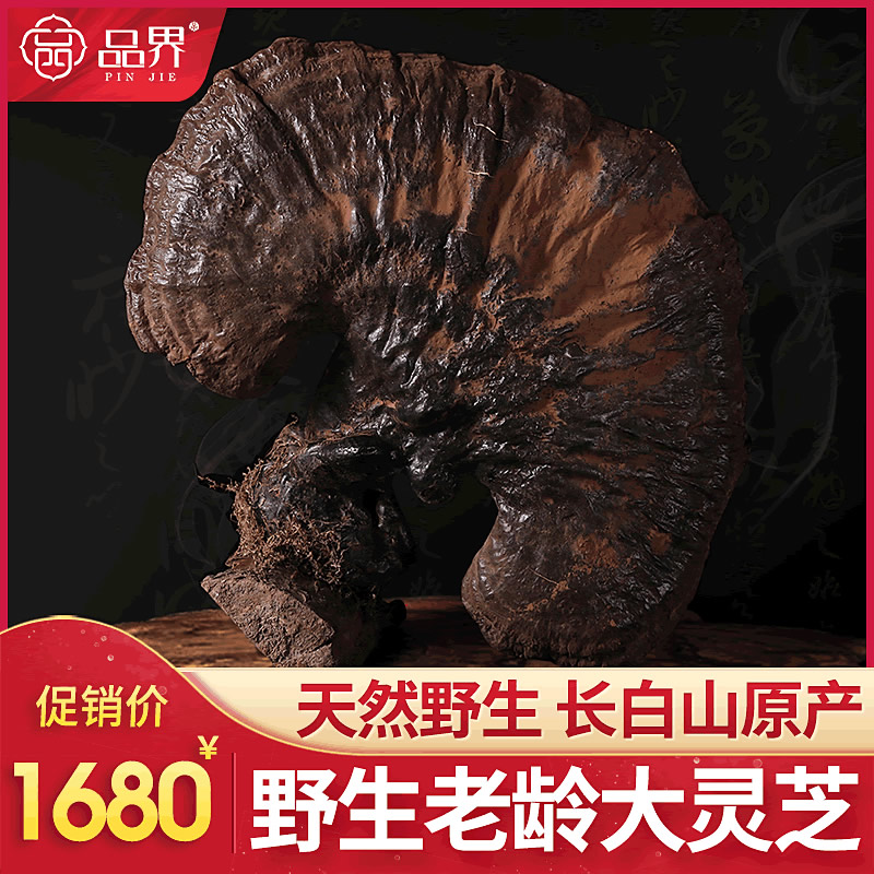 (Guaranteed)Wild Pine-fir Ganoderma Lucidum Changbai Mountain Selected Natural Deep Mountain Aged Whole Branches 250g