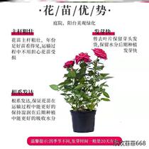 Own small potted flowers indoors Outer blue Demoneky Base Straight Hair Pink Girl Gold Phoenix Bag Live Fry