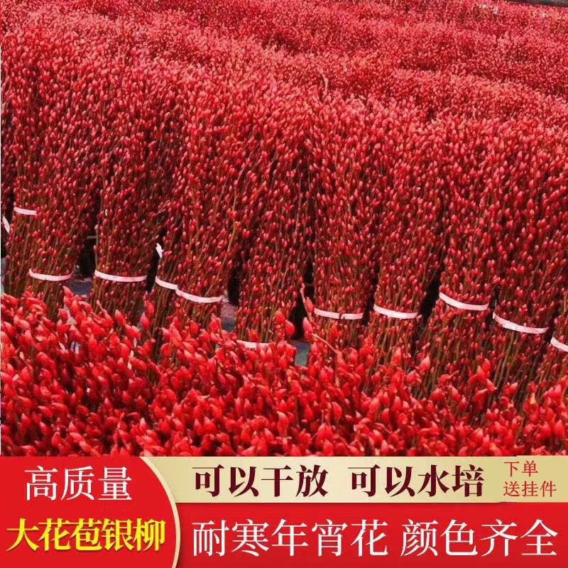 Silver willow real flowers, fresh branches, New Year's Eve flowers, silver willow dry flowers, colorful willow branches, hydroponic flowers, lucky flowers, interior decoration flowers