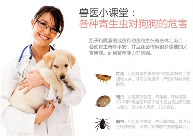 In vitro tẩy giun thú cưng giết chó khử trùng thuốc diệt cỏ phun ra chó mèo ngoài việc cung cấp đá cầu - Cat / Dog Medical Supplies 	bộ kim tiêm thú y