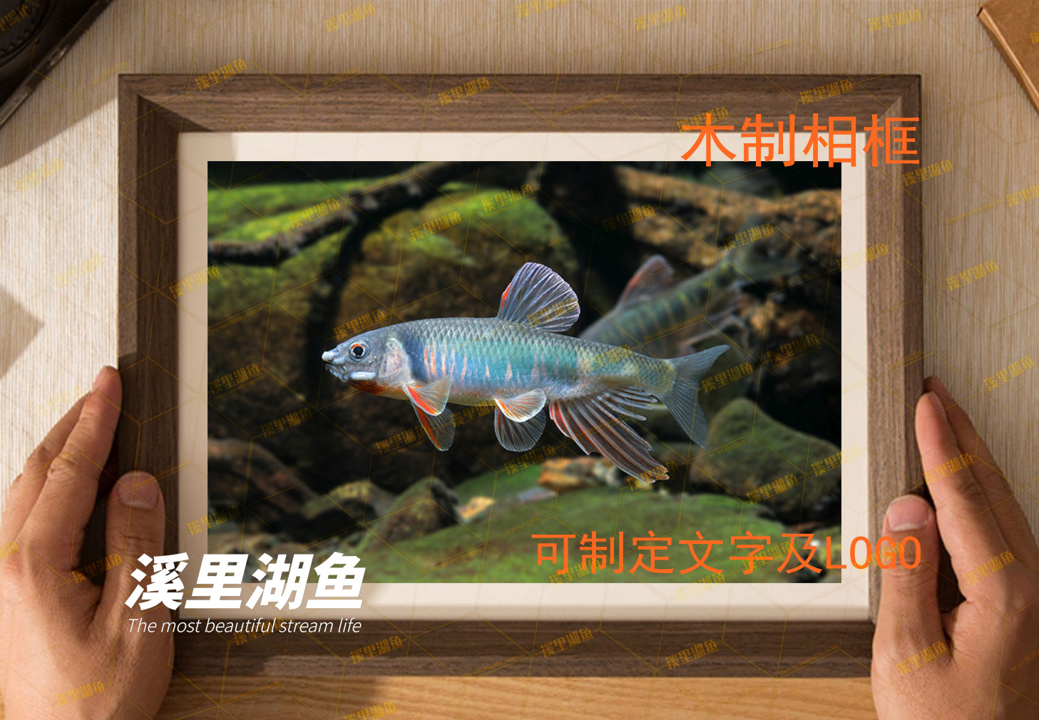 Shrimp and tiger squid sucking loach native fish aquarium hanging painting table background wall photo pre-made