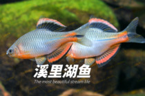 Fujian Quanzhou Qis scorpion Quanqi native fish