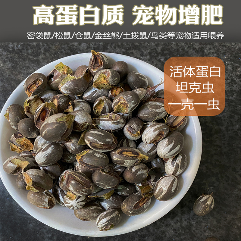 Foreign spicy hamsters eat tank bugs honey bag glider snacks flower branch squirrel bear pet fattening and hairy snacks