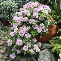 Super Petunia ice lavender Petunia balcony courtyard flower