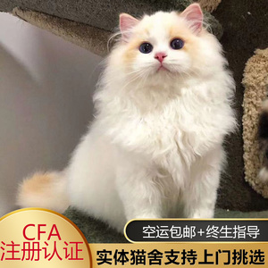 布偶猫幼猫活体海双蓝双火焰重点赛级仙女猫长毛猫活物宠物猫幼崽