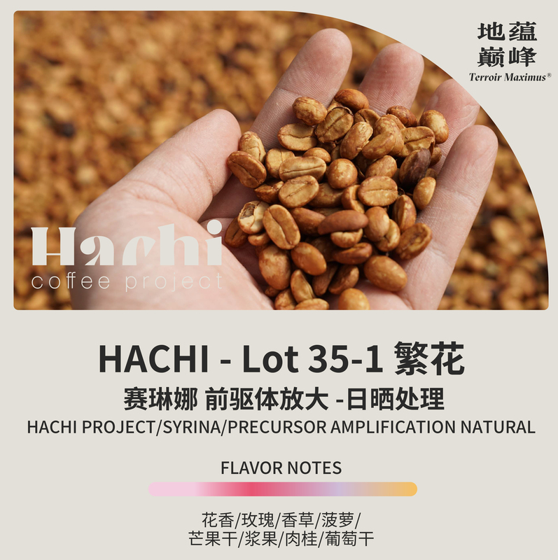 China Yunnan Hachi Flowers 26 Seasonal Harvest Selena Precursor Sun-Roasted Green Beans | The Pinnacle of the Earth's Subterranean World China Yunnan Hachi Flowers 26 Seasonal Harvest Selena Precursor Sun-Roasted Green Beans | The Pinnacle of the Earth's Subterranean World
