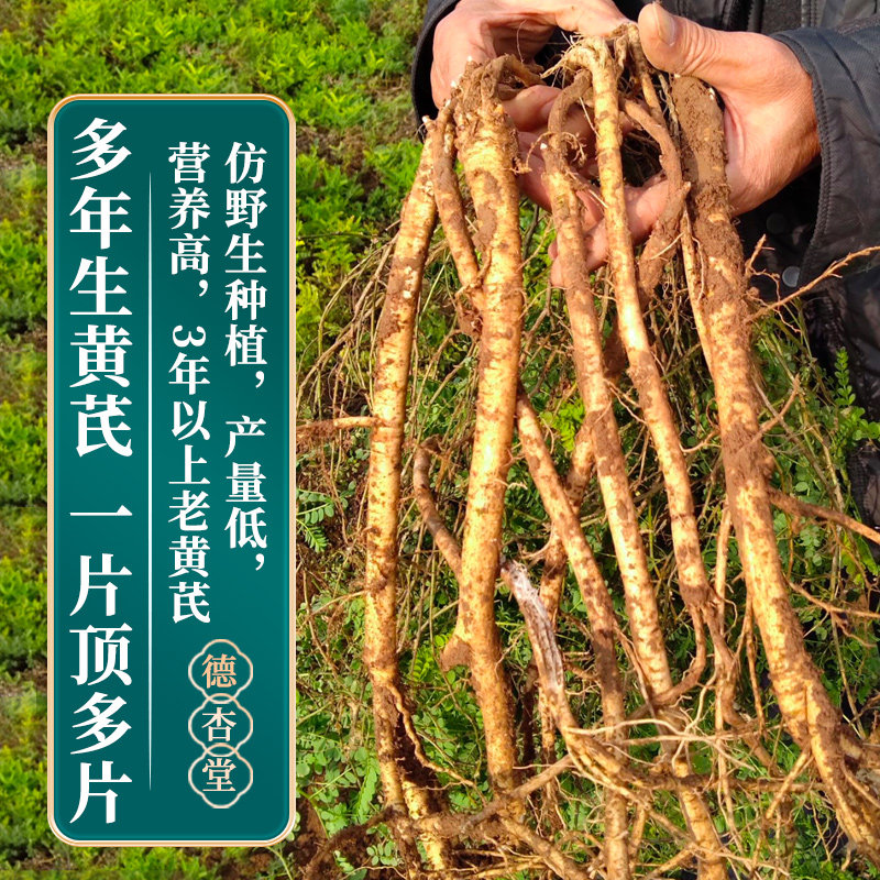Astragalus Large Slices Gansu Chinese Herbal Medicine Genuine Official Flagship Store with Angelica Codonopsis Pilosula Soaked in Water