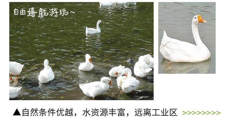 守绿 农家散养土鹅 6斤 活体现杀 图3
