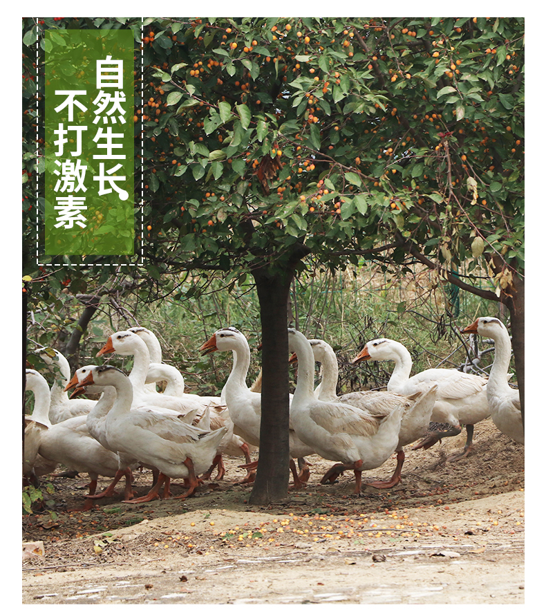 守绿 农家散养土鹅 6斤 活体现杀 图4